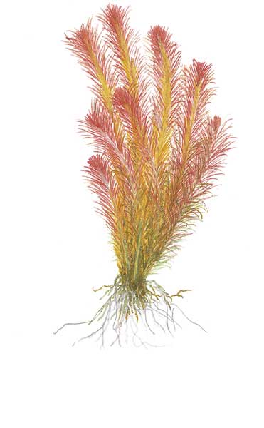 rotala-wallichii