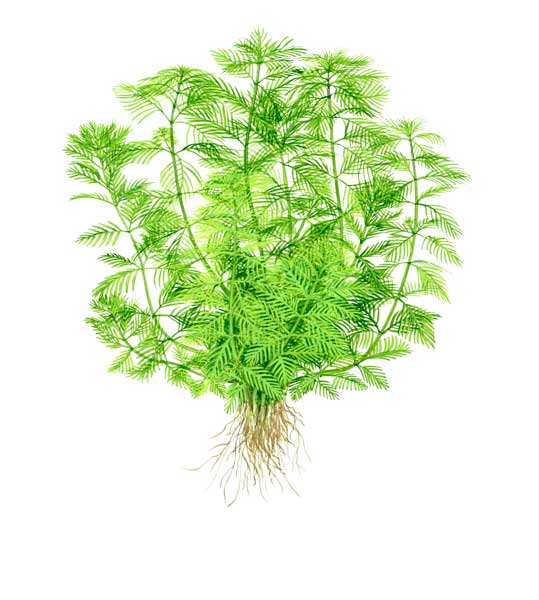 myriophyllum-mattogrossense