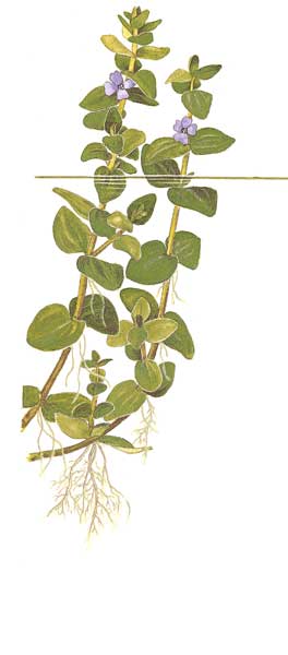 bacopa-caroliniana