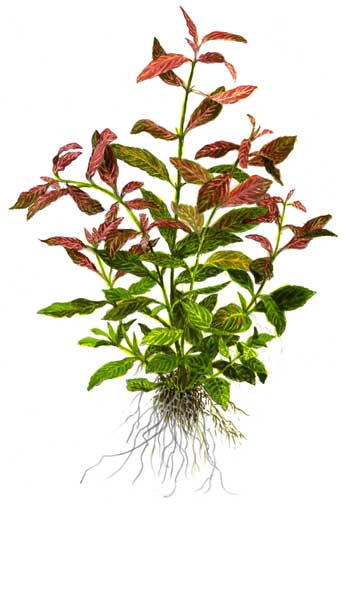 hygrophila-polysperma-rosanervig