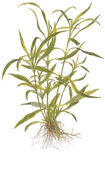 hygrophila-corymbosa-angustifolia