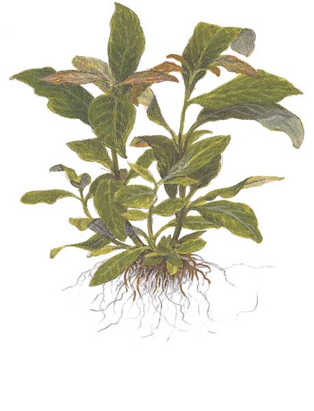 hygrophila-corymbosa