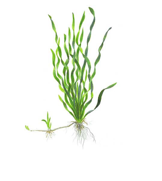 vallisneria-americana-var-asiatica