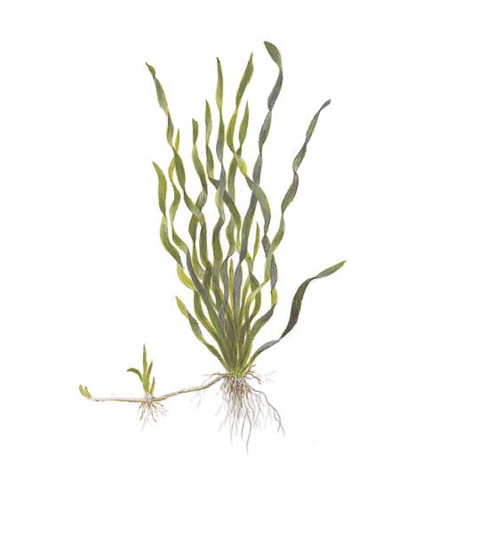 vallisneria-americana-mini-twister