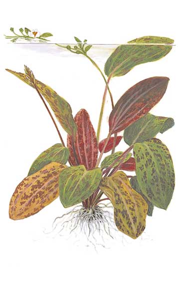 echinodorus-ozelot