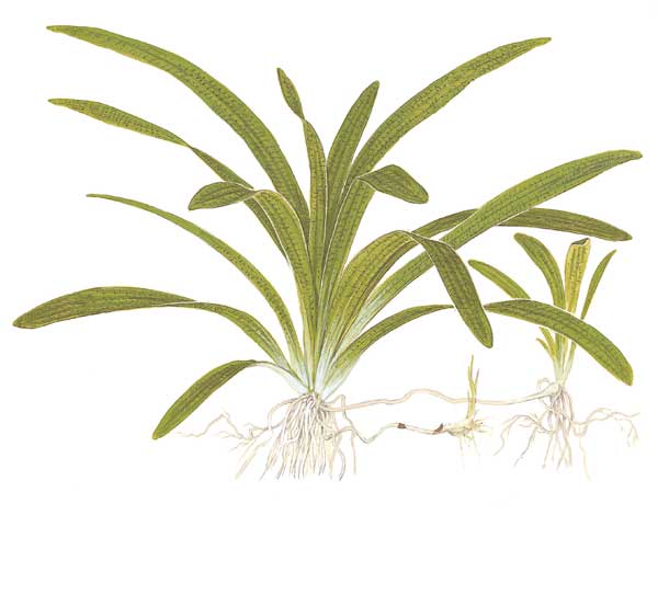 sagittaria-platyphylla