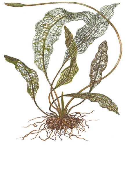 Aponogeton madagascariensis