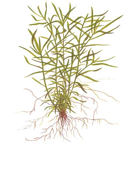 heteranthera-zosterifolia