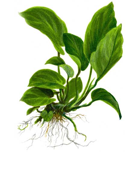 anubias-barteri-var-caladiifolia-1705