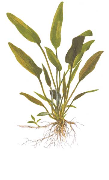 cryptocoryne-x-willisii