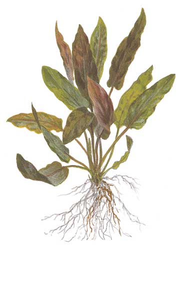 cryptocoryne-wendtii-brown