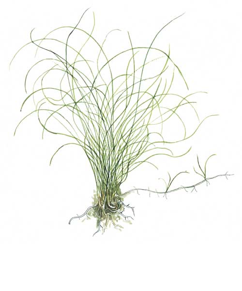 eleocharis-parvula