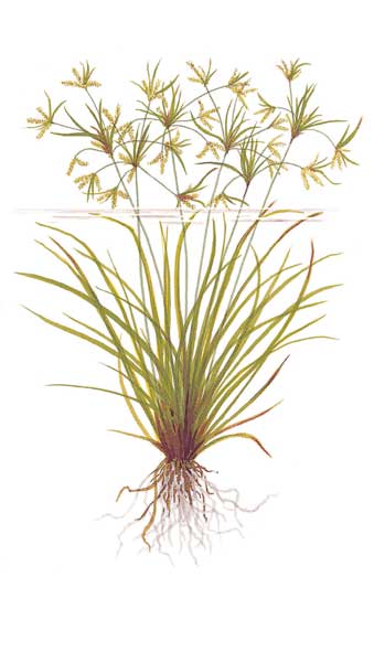 cyperus-helferi