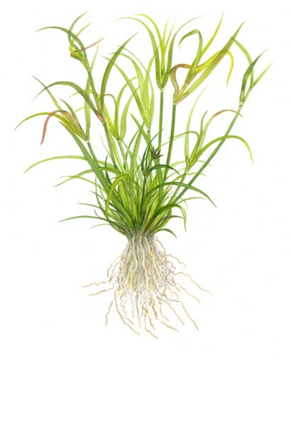 juncus-repens